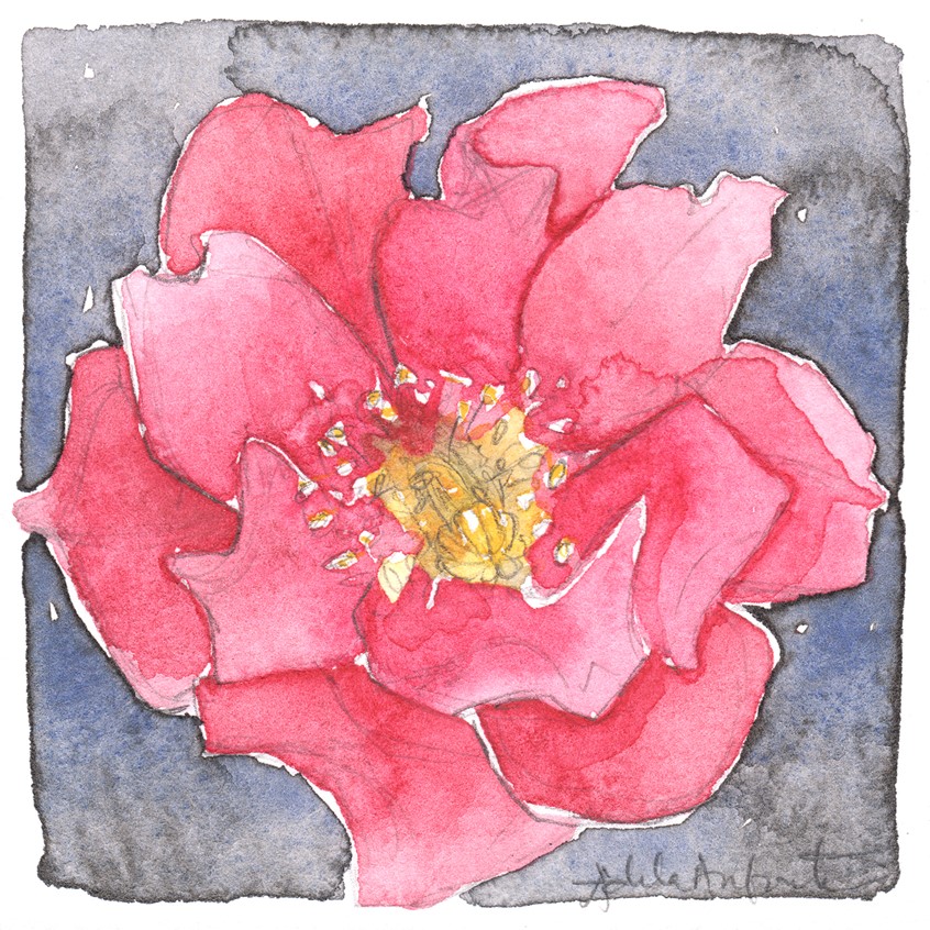 illustration of Pink Prickly Pear Blossom. 3