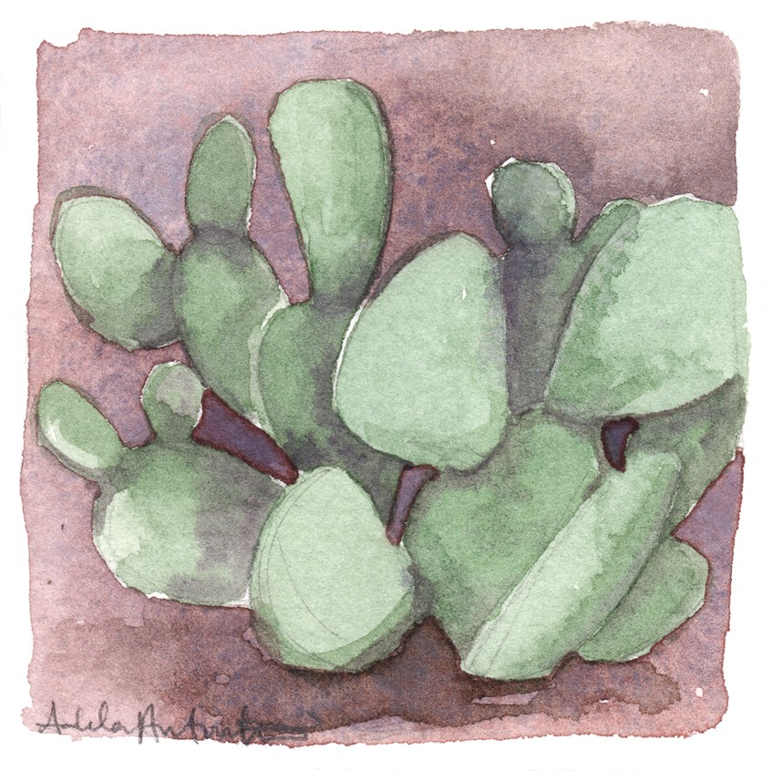 illustration of Prickly Pear Cactus. 3