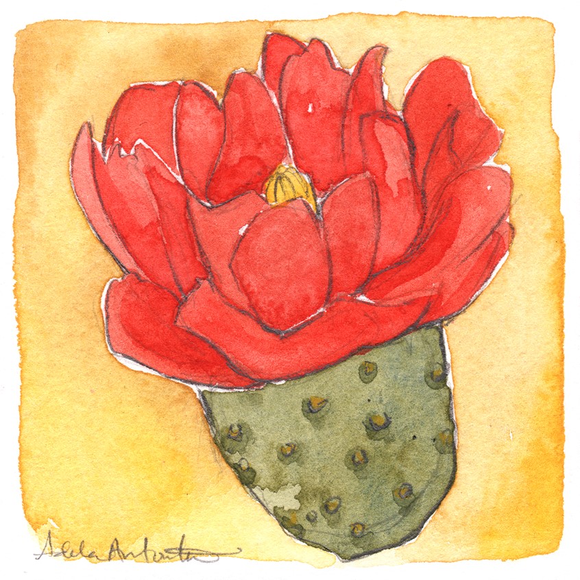 illustration of Red Prickly Pear Blossom. 3
