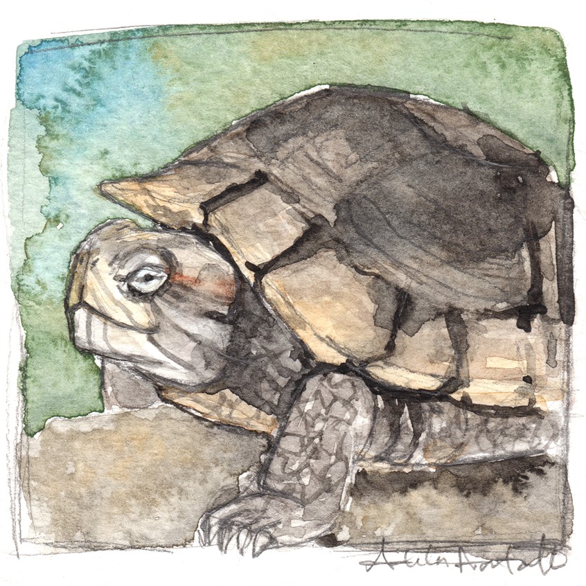 illustration of Turtle. 3