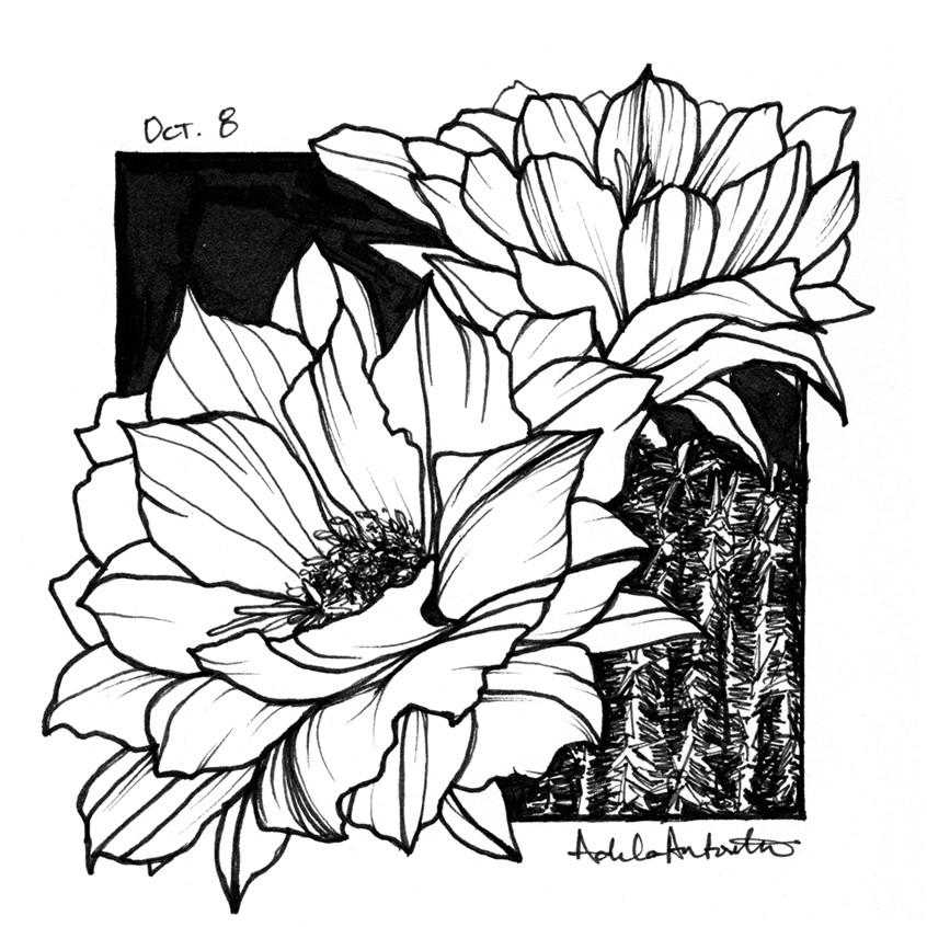 illustration of OCT 8th. Inktober 2019.
*Zine & coloring book in the works for Inktober Illustrations*
Ink, desert, cacti, cactus, hedgehog cactus, line drawing, black and white, drawing, ink drawing, pen, bloom, flower