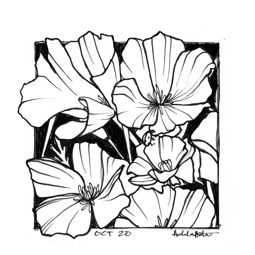 illustration of OCT 20th. Inktober 2019.
*Zine & coloring book in the works for Inktober Illustrations*
Ink, desert, Arizona Poppy, poppy, plants, plant, line drawing, black and white, drawing, ink drawing, pen, bloom, flower