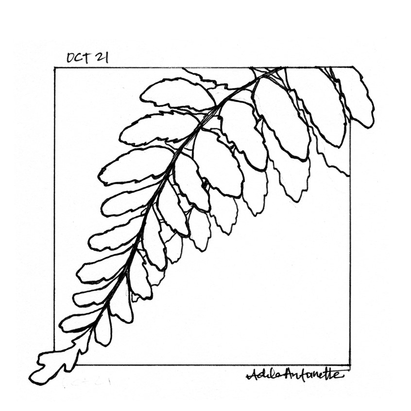 illustration of OCT 21st. Inktober 2019.
*Zine & coloring book in the works for Inktober Illustrations*
Ink, desert, Fern, plants, plant, line drawing, black and white, drawing, ink drawing, pen, bloom, flower