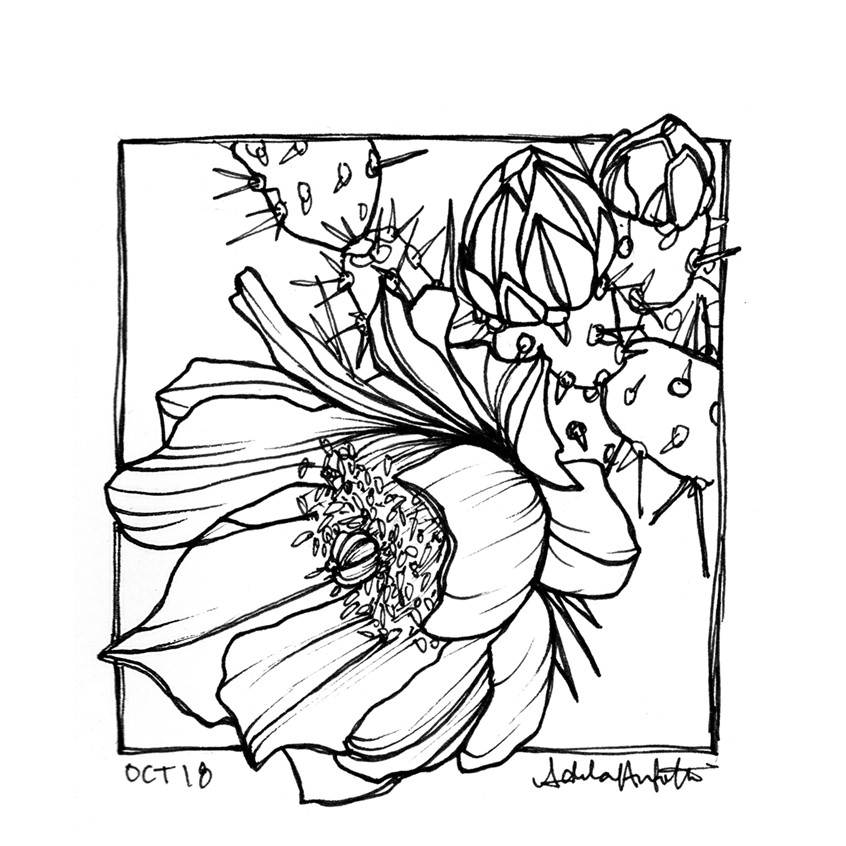 illustration of OCT 18th. Inktober 2019.
*Zine & coloring book in the works for Inktober Illustrations*
Ink, desert, cacti, cactus, cholla cactus, line drawing, black and white, drawing, ink drawing, pen, bloom, flower