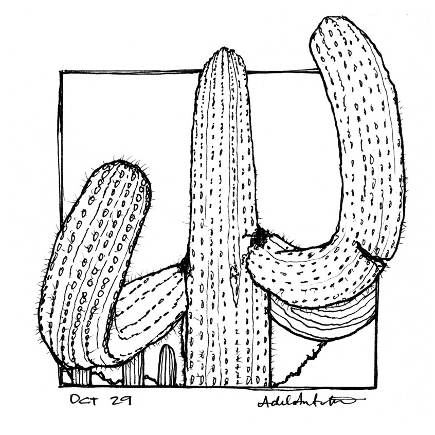 illustration of OCT 29th. Inktober 2019.
*Zine & coloring book in the works for Inktober Illustrations*
Ink, desert, Saguaro, cactus, cacti, plant, plants line drawing, black and white, drawing, ink drawing, pen, bloom, flower