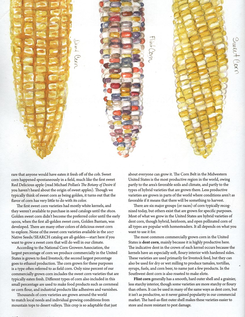 illustration of Corn illustration for EBA Magazine on Maiz.
(Editorial Illustrations for Edible Baja Arizona Magazine’s Homestead Series. 2016-2017)
Editorial, corn, maiz, water, farming, desert, garden, licensing, spot illustration