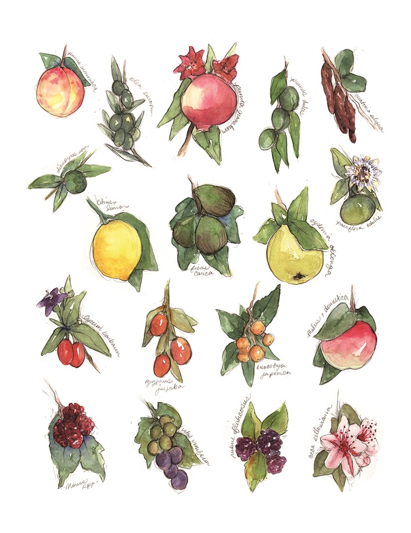 illustration of Tucson Non-Native Plants. One of a two part series of Native & Non-Native spot illustrations for EBA Magazine Poster.
(Editorial Illustrations for Edible Baja Arizona Magazine’s Homestead Series. 2016-2017)
plants, lemon, pear, peppers, food, farm, garden, edible, fig