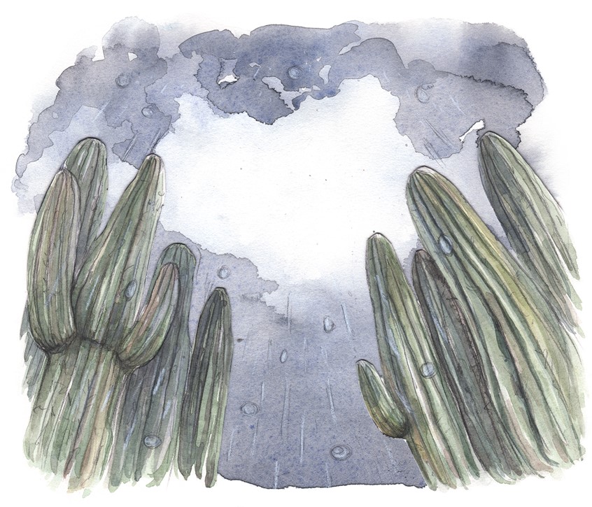 illustration of Title illustration for Edible Baja Arizona BA Magazine's Homestead section.
(Editorial Illustrations for Edible Baja Arizona Magazine’s Homestead Series. 2016-2017)
Editorial, title page, cactus, saguaro, water, rain to table, desert, rain water, licensing