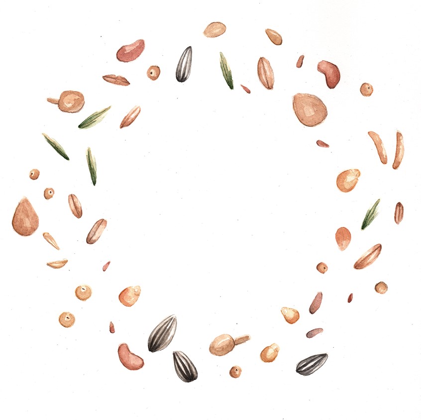 illustration of Title illustration for EBA Magazine Homestead section. Watercolor & Pencil.
Editorial Illustrations for Edible Baja Arizona Magazine’s Homestead Series. 2016-2017
Editorial, spot illustration, seeds, seeding, seed, garden, home life, farming, farm, plants, planting