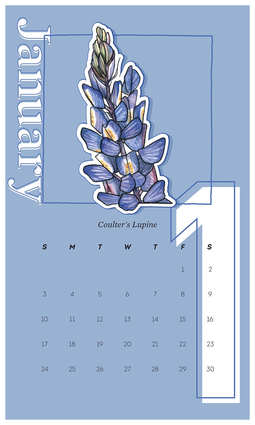illustration of 2021 Wall Calendar Design with Coulter's Lupine.
Illustration originally illustrated in watercolor and ink by Adela Antoinette
Calendar designed by JPinonDesigns.
wall calendar, calendar, desert flora, flower, lupine