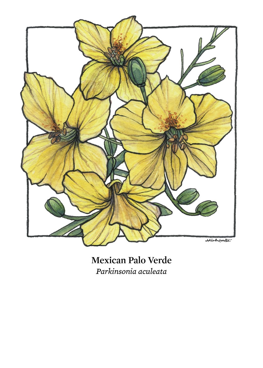 illustration of Mexican Palo Verde. Watercolor & ink. Digital Print. 5