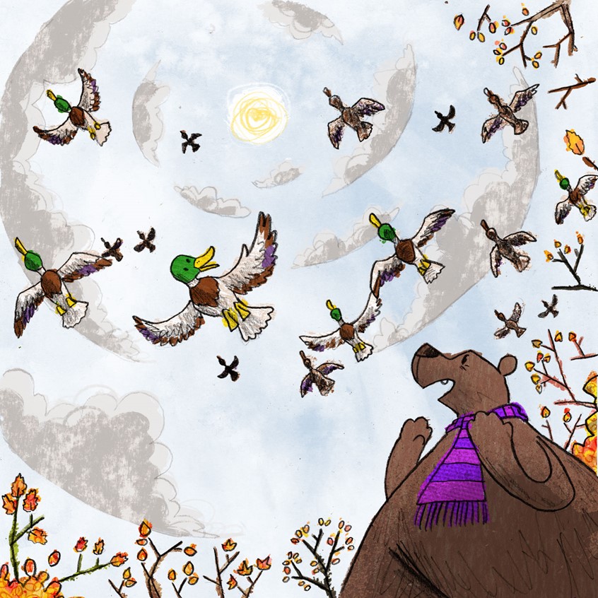 illustration of Excerpt from a work in progress picture book about animals, their habitats, the changing seasons, making friends and trying to find somewhere where you belong // bear, ducks, sky, clouds, Autumn, Fall, Winter, sun, scarf, birds, flock, migration, flight, flying