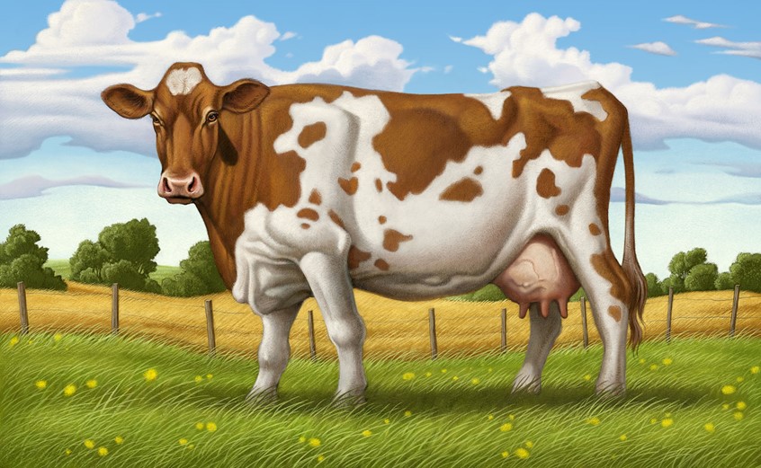 illustration of Part of an advertising campaign marketing technology that verifies food safety from farm to table. Focus was on the various farm products from produce to meat done in a very classic retro Americana approach. farm bucolic realism stylized cow bull pasture clouds agriculture food milk dairy