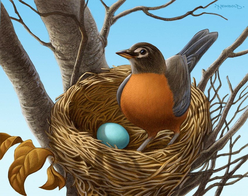 illustration of Illustration for an elementary curriculum reading book about the eggs, birds and where they nest. nature bird wildlife life cycle environment conservation beauty birdwatching robin egg grass foliage animal animals realistic detailed delicate tree