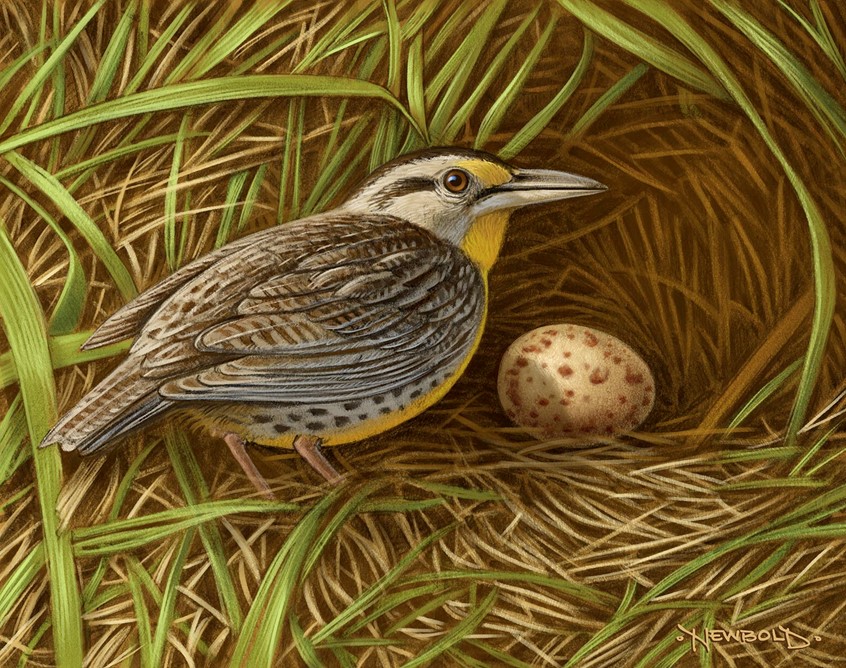 illustration of Illustration for an elementary curriculum reading book about the eggs, birds and where they nest. nature bird wildlife life cycle environment conservation beauty birdwatching meadowlark egg grass foliage animal animals realistic detailed delicate