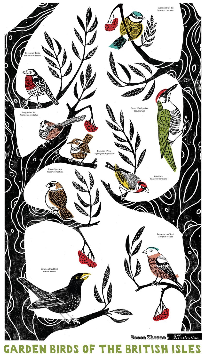 illustration of Garden bird identification tea towel design for personal sale. Features robin, blue tit, long-tailed tit, wren, green woodpecker, house sparrow, goldfinch, blackbird and chaffinch in the decorative, patterned branches of a rowan tree. Linocut print, wildlife, nature, natural world, native birds, educational