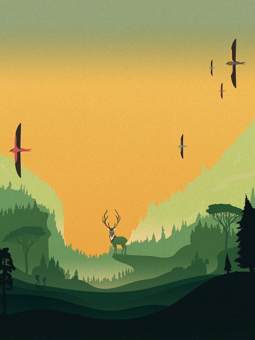 illustration of Personal Project
travel, nature, adventure, landscape, national park, explore, vacation, travelling, holiday, lifestyle, wildlife, forest, animals, birds, outdoors, hiking,