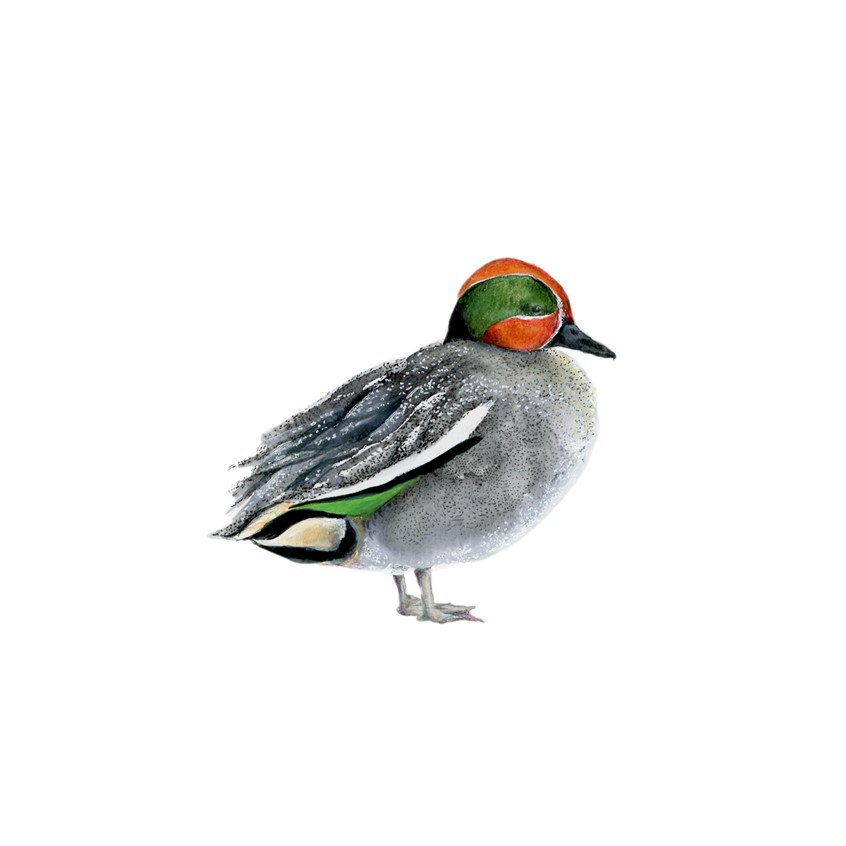 illustration of This is an editorial piece, ranking the ducks of Kamogawa river in Kyoto, Japan. Kyoto. Editorial. Japan. Kyoto. Duck. Animals. Watercolor. Color Pencils. Traditional illustration. Detailed. Wild life. Nature. Sharon Spitz