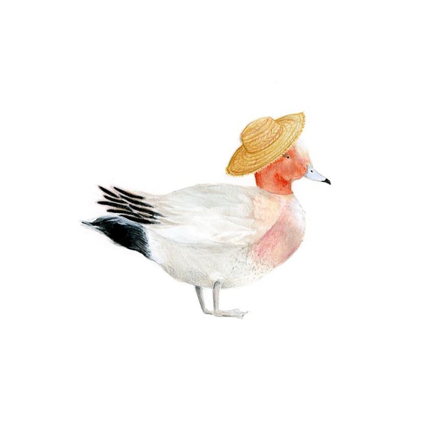 illustration of This is an editorial piece, ranking the ducks of Kamogawa river in Kyoto, Japan. Kyoto. Editorial. Japan. Kyoto. Duck. Animals. Watercolor. Color Pencils. Traditional illustration. Detailed. Wild life. Nature. The Eurasian Wigeon. Sharon Spitz