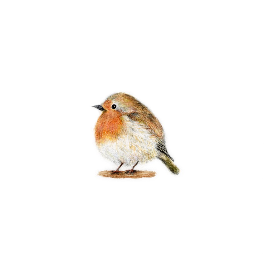 illustration of A little Robin observation illustration. Robin. Birds. Tiny bird. small bird. Animals. Watercolor. Color Pencils. Chubby animals. Traditional illustration. Detailed. Wild life. Nature. Sharon Spitz