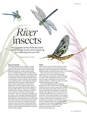 illustration of Insect Series ~ Watercolor, for Archant Dialogue's Countryside Magazine. Observing these fairy-like creatures never ceases to amaze! #lynalice #insects #illustration #nature #editorialillustration #illustrationoftheday #illustrationartist #illustrationart #gardenlife #fishinglife #fisherman #sportlife #greenliving #dragonfly #naturelovers #magazinedesign #naturalbeauty #gardenlovers See less