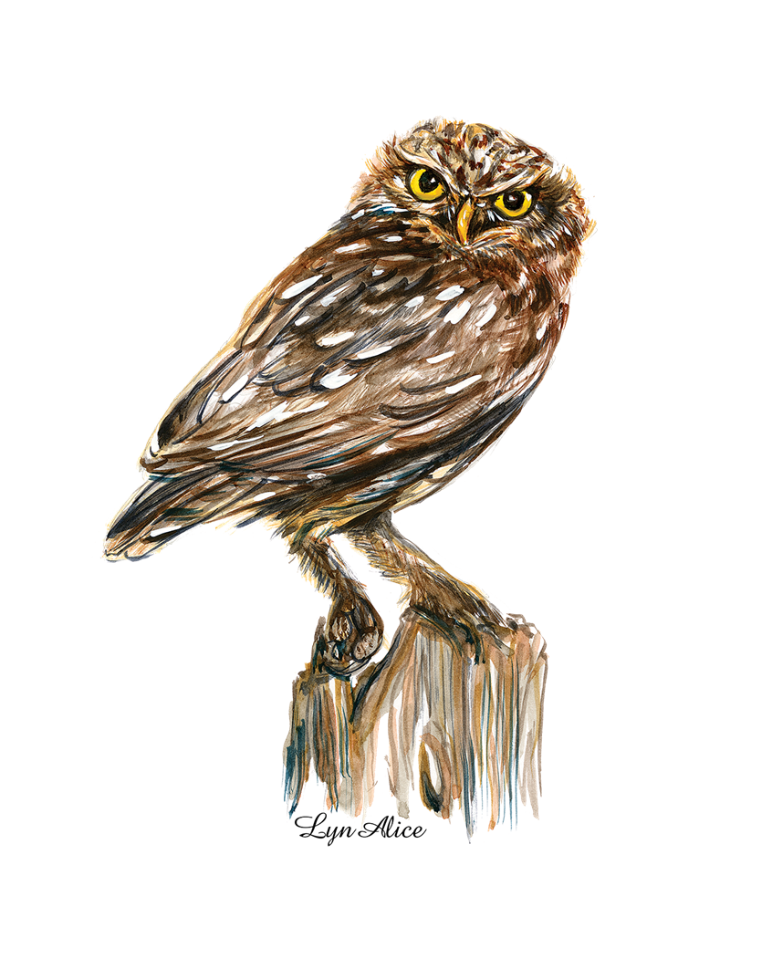 illustration of Little Owl ~ Watercolor Series, for Archant Dialogue's Countryside Magazine. Always in awe observing these remarkable beauties! #lynalice #owls #illustration #nature #editorialillustration #illustrationoftheday #illustrationartist #illustrationart #gardenlife #fishinglife #fisherman #sportlife #greenliving #trees #naturelovers #magazinedesign #naturalbeauty #gardenlovers