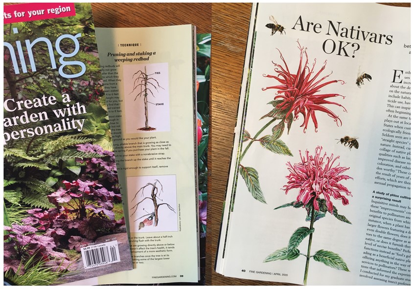 illustration of Monarda ~ Watercolor, Botanical Editorial Illustration
Enjoyable collaboration with the team at Taunton Press. Spot and Feature editorial Illustrations for Fine Gardening Magazine's Spring Issue. Instructional and Comparing the Native and Cultivar Species of Monarda.
