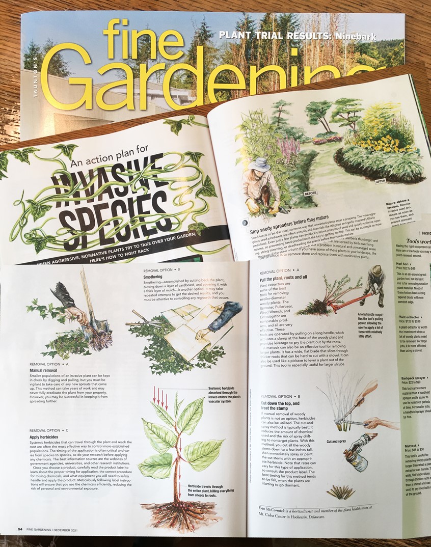 illustration of Invasive Species Editorial Illustrations ~ Watercolor, Taunton Press, Fine Gardening Magazine December 2021 Issue.
Series of illustrations depicting how to deal with invasive species, including title illustration. #illustration #editorialillustration #illustrationoftheday #illustrationartist #naturalsciences #botanicalillustration #gardenlife #gardening #plants #greenliving #gardenliving #watercolorillustration #illustrator #lynalice