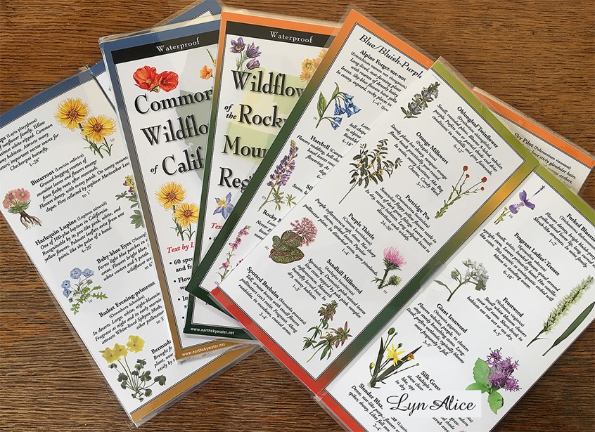 illustration of Botanical Illustrations ~ Watercolor in Collaboration with Earth Sky & Water, Waterproof local guides of wildflowers. California, Rocky Mountain Region, Florida and more. Order yours today, wholesale pricing available. #illustration #collaboration #licensing #botanical #guides #wildflowers #illustrationoftheday #illustrationartist #illustrationart #lynalice #gardenlife #tourism2021 #tourismindustry #plantlover #localeconomy