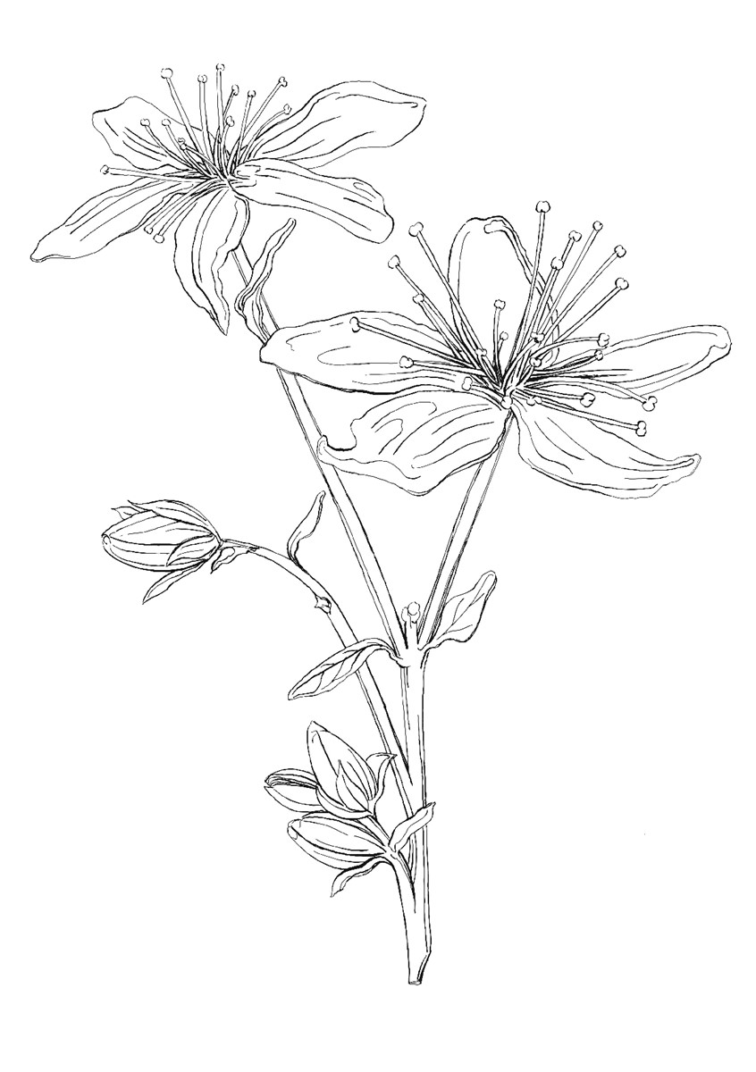 illustration of Saint John's Wort ~ Quill & Ink, Coloring Page, Collaboration for Coloring Magazine and Book! #editorialillustration #illustrationoftheday #illustration #illustrationartist #bookillustration #herbalremedies #lynalice #naturalliving #creative #leaves #herbalmedicine #herbalifenutrition #herbalife #coloringbook #relaxing