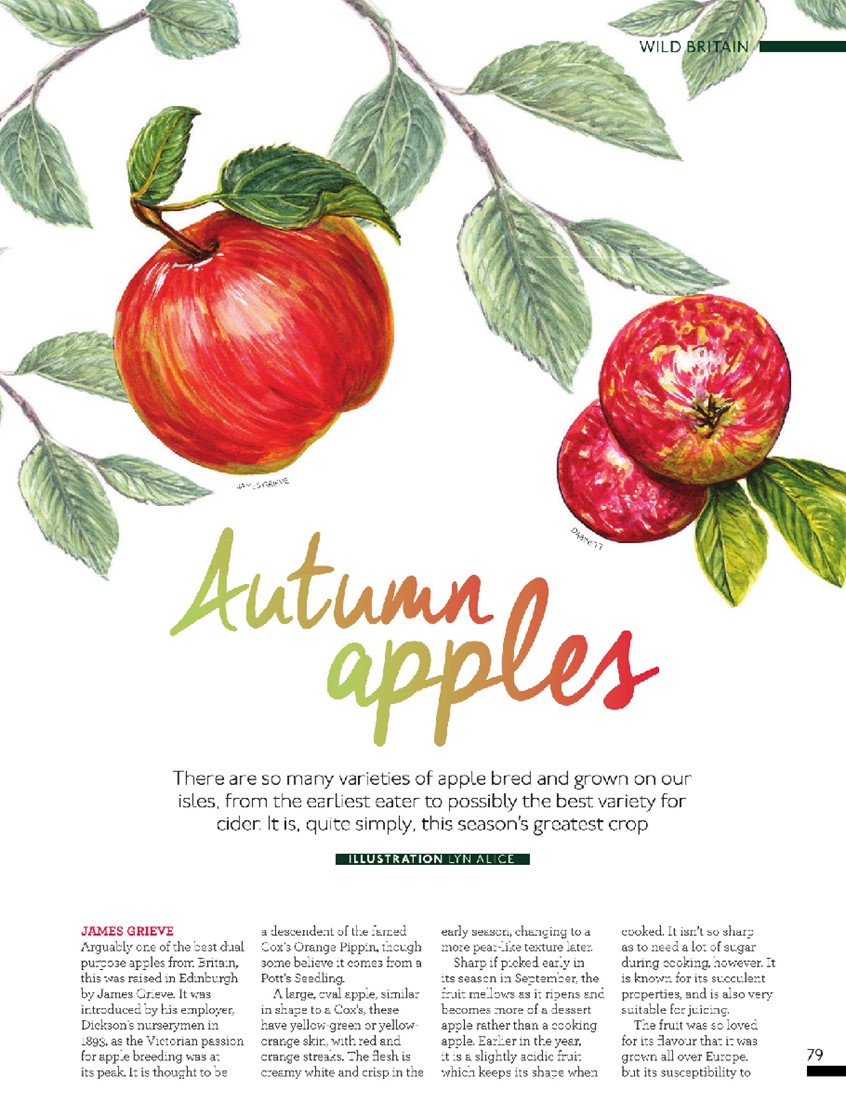 illustration of Apple Editorial Illustrations ~ Watercolor, Archant Dialogue, My Countryside Magazine, UK #LynAlice #watercolor #editorialillustration #illustration #painting #apples #illustrationartist #bookillustration #garden #outdoorlife