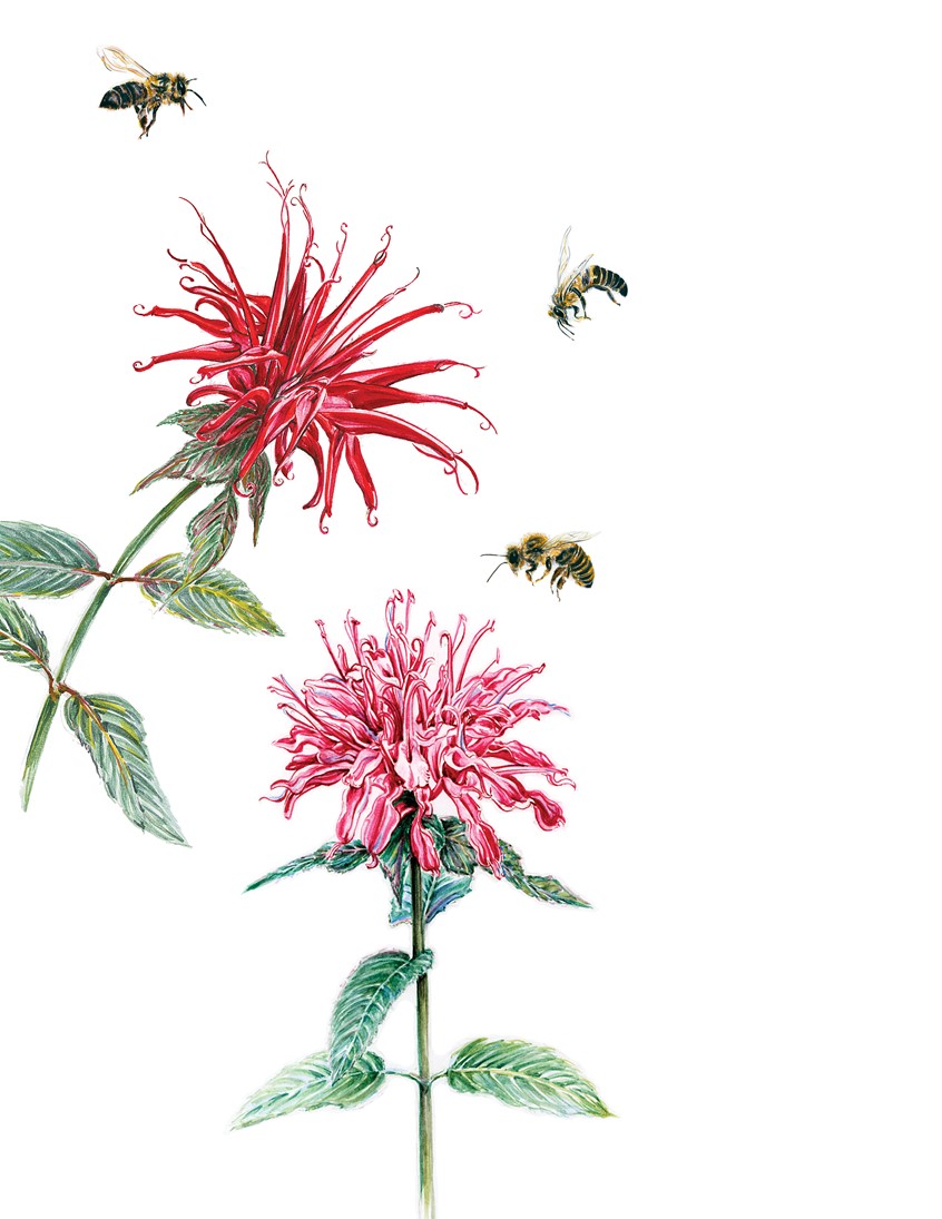 illustration of World Illustrations Awards ~ Watercolor, Entry, Editorial Illustration for Taunton Press, Fine Gardening Magazine
#WorldIllustrationAwards and #WIA2020 @TheAOI and @DirIllustration #illustrationartist #editorialillustration #gardening # #watercolor #illustrator #lynalice #plants #bees #floral #Monarda #Plants #garden #painterly