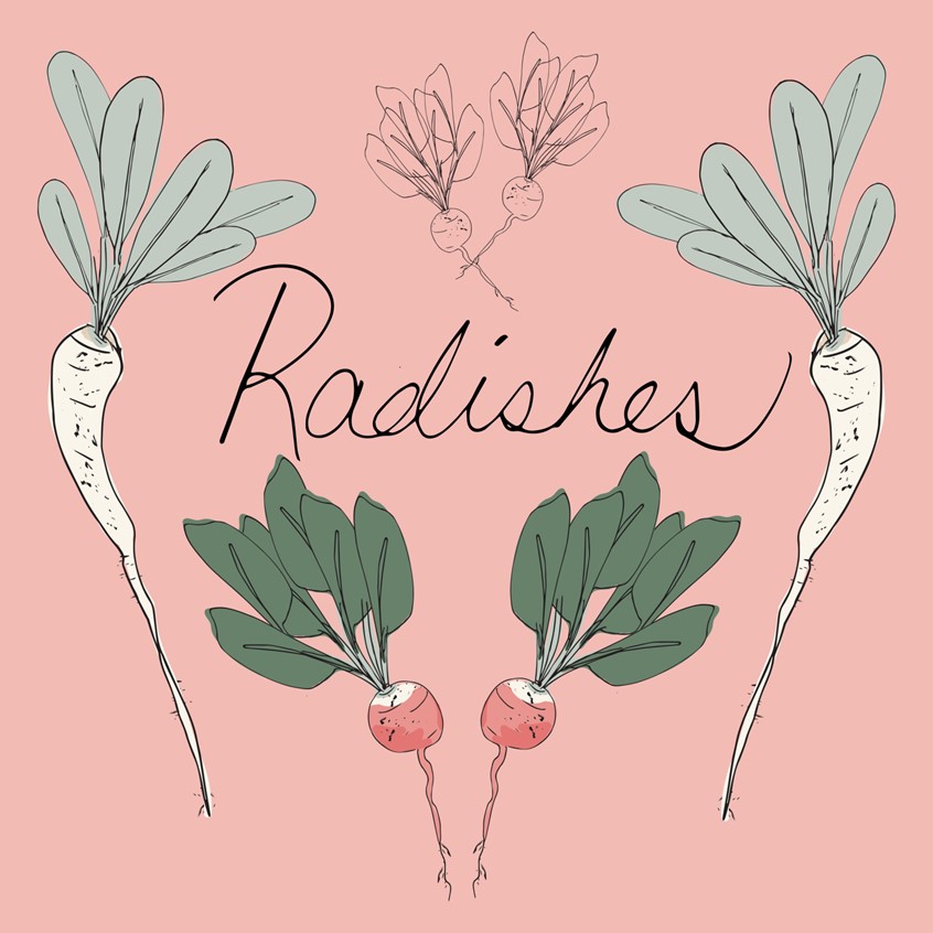 illustration of Beautiful Daikon, radish, Leaves, bright pastel hand drawn pen and ink, digital colored illustration. Line art. Food Botanical illustration hand drawn pen and ink with lettering Radishes finished with digital color. Cute for cafe, home signs, cooks, kitchen, gifts, stationary, birthday and planners, products, licensing.