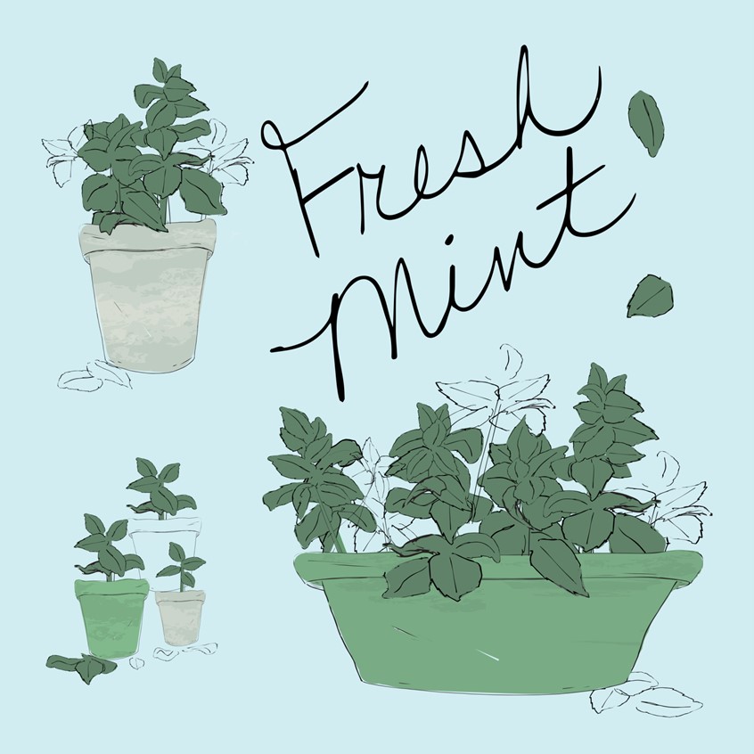 illustration of Summer fresh mint herb in cute pots. Greens - sage, mint on blue minty background. Line art and line with color. Food botanical illustration hand drawn pen and ink with lettering Fresh Mint. Finished with digital color. Cute for cafe, home signs, cooks, kitchen, gifts, stationary, birthday and planners, licensing.