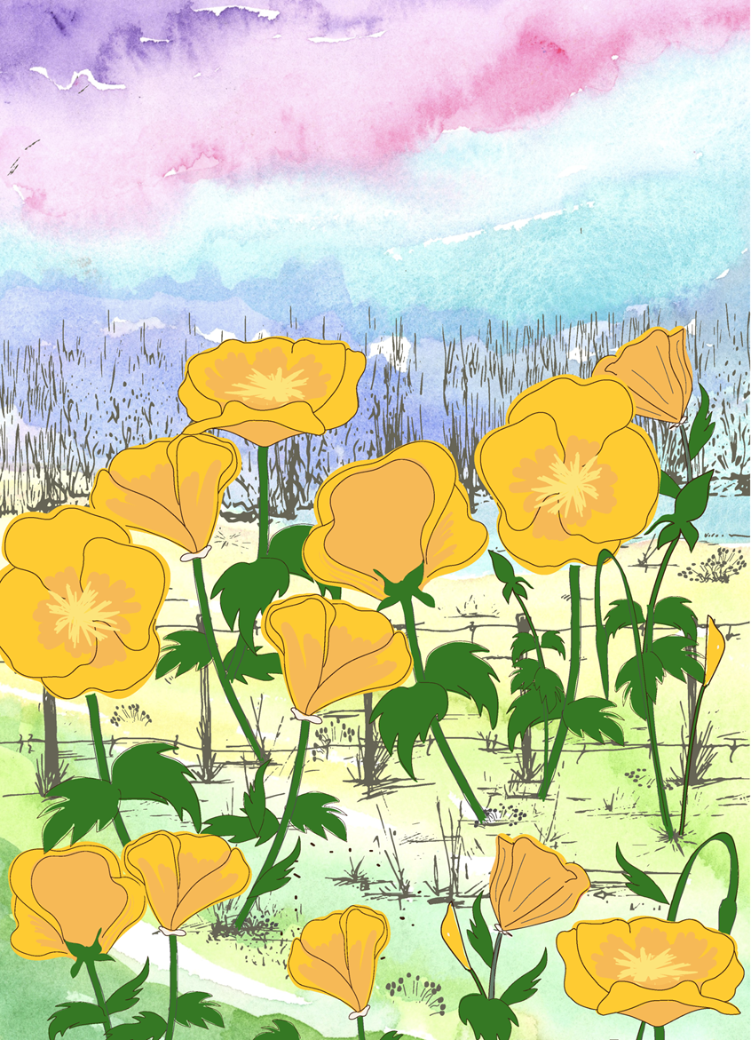 illustration of Golden California Poppies growing and blooming. Gorgeous yellow flowers and green leaves on a watercolor background. Soft bright pastels. California State Flowers. Botanical illustration hand drawn finished digital color. Cute wall art, products, stickers, licensing, lifestyle, packaging, publishing, coloring books, gifts, stationary, notebooks, planner pages.