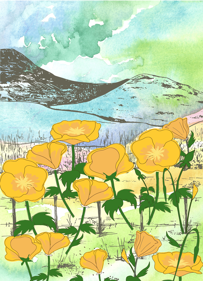 illustration of Golden California Poppies growing and blooming. Gorgeous yellow flowers and green leaves on a watercolor background. Soft bright pastels. California State Flowers. Botanical illustration hand drawn finished digital color. Cute wall art, products, stickers, licensing, lifestyle, packaging, publishing, coloring books, gifts, stationary, notebooks, planner pages.