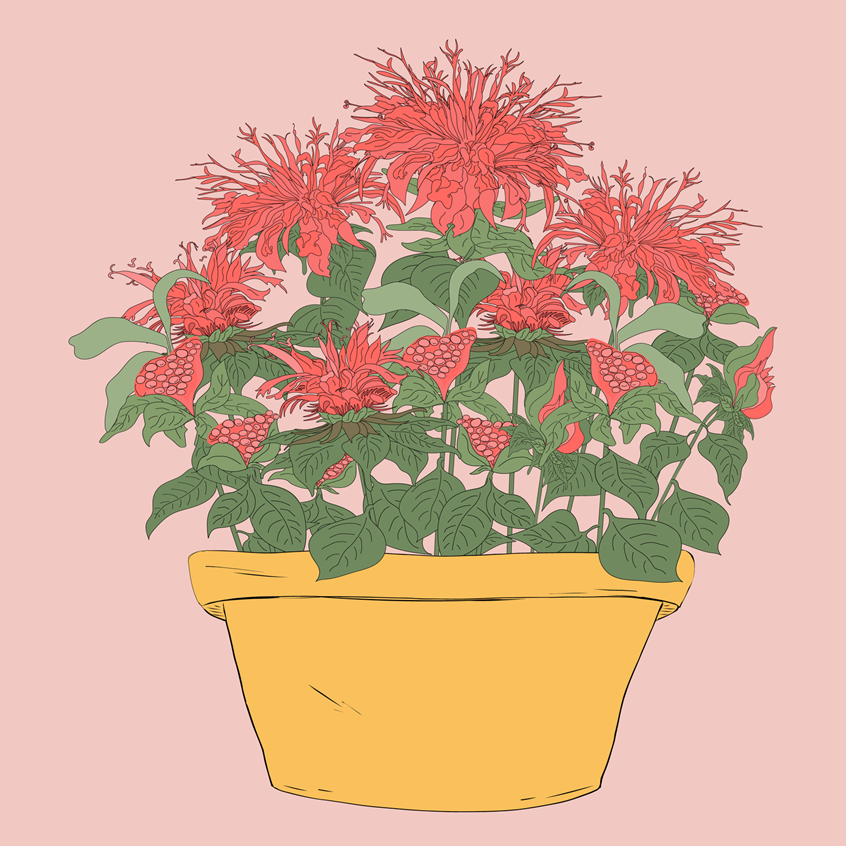 illustration of Red Bergamot, Bee Balm herb plant, buds, growing and blooming. Gorgeous red flowers and green leaves in yellow flowerpot. Hand drawn illustration pen and ink finished in digital color. Flat lay vector for wall art, home and garden, licensing, lifestyle, packaging, product, stickers, publishing, coloring books, gifts, stationary, notebooks, planner pages. Tina Evans SmackinArt, female illustrator