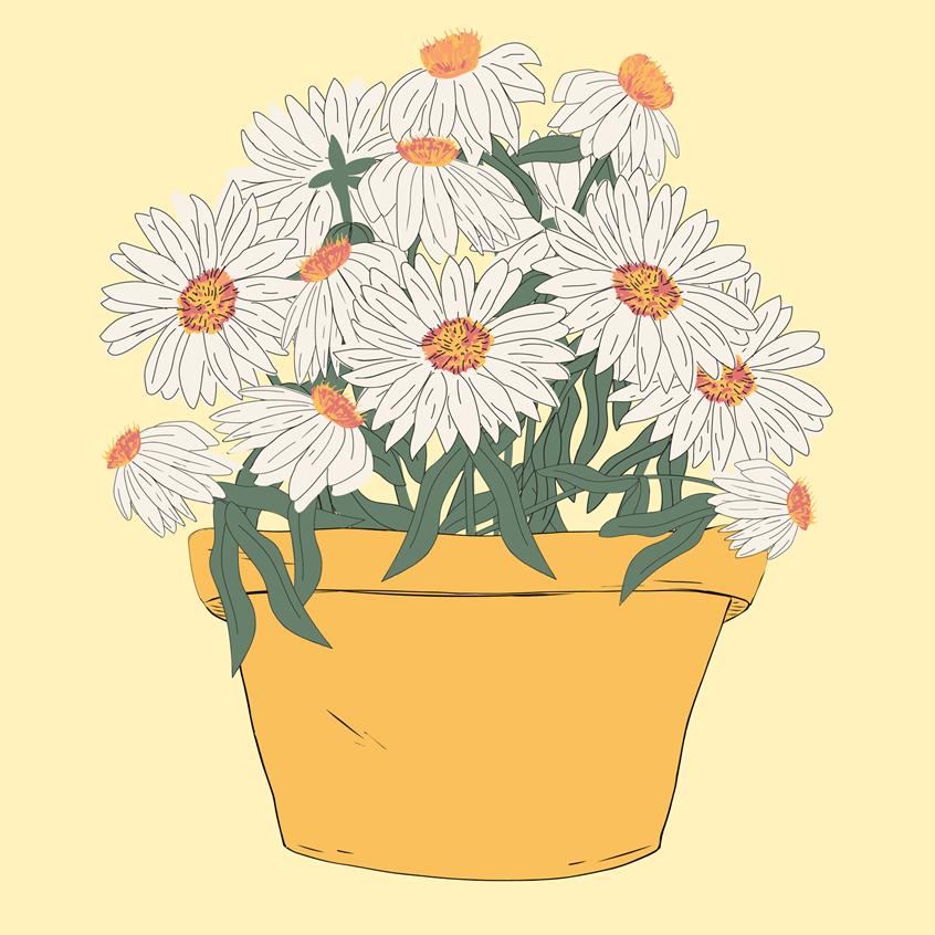 illustration of White cone flowers, buds, growing and blooming. Botanicals in terra cotta flowerpot. Echinacea plant, herb, medicinal flowers. Soft bright pastels. Botanical illustration hand drawn finished digital color. Flat lay wall art, home and garden, lifestyle, packaging, products, stickers, publishing, coloring books, gifts, stationary, notebooks, planner pages. Tina Evans SmackinArt, female illustrator