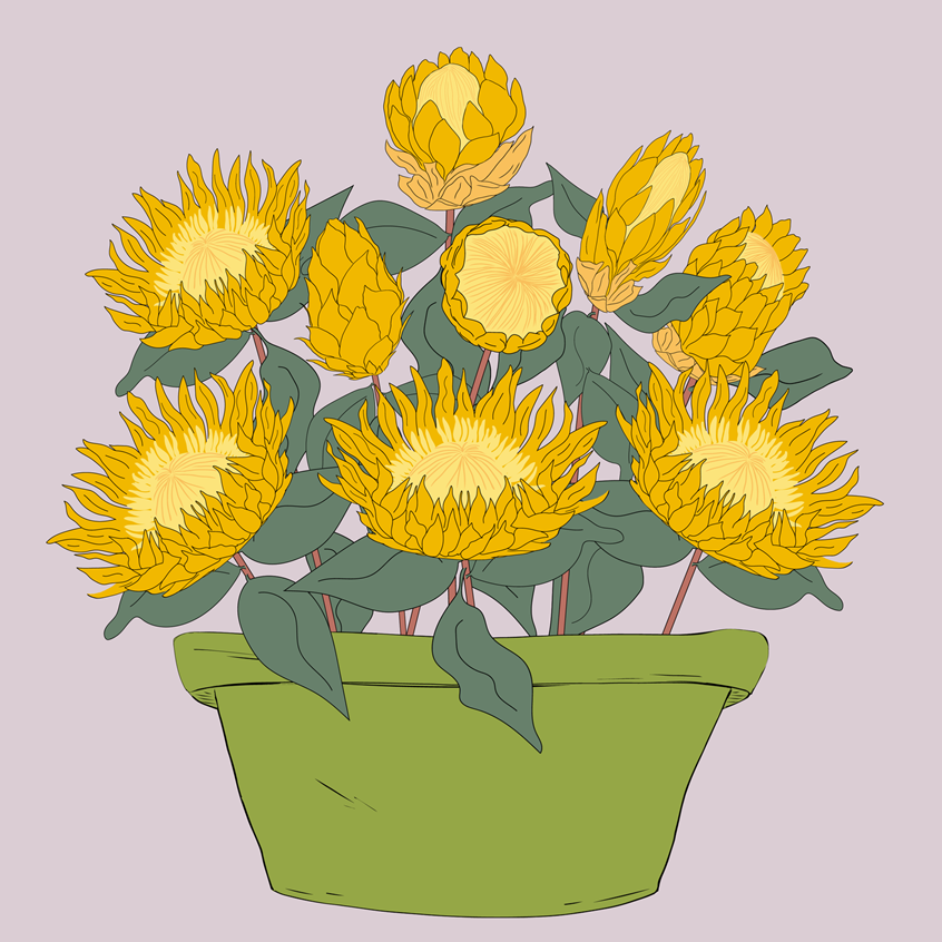 illustration of Protea flowers, buds, growing and blooming in lime green flowerpot. Gorgeous yellow flowers and green leaves, soft bright pastels. Whimsical botanical illustration hand drawn finished digital color. Flat lay vector wall art, home and garden, lifestyle, packaging, products, stickers, publishing, coloring books, gifts, stationary, notebooks, planner pages. Tina Evans SmackinArt, female illustrator