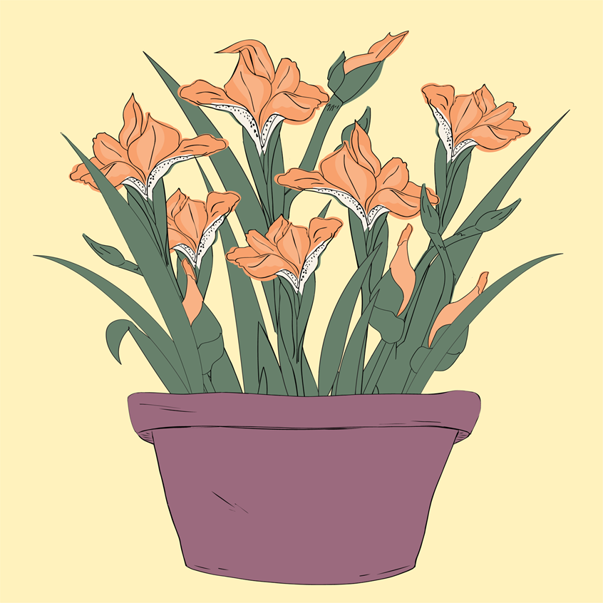 illustration of Peach Bearded Iris flowers, buds, growing and blooming. Botanicals in purple flowerpot. Soft bright pastels. Botanical illustration hand drawn finished digital color. Flat lay vector wall art, home and garden, lifestyle, packaging, products, stickers, publishing, coloring books, gifts, stationary, notebooks, planner pages. Tina Evans SmackinArt, female illustrator