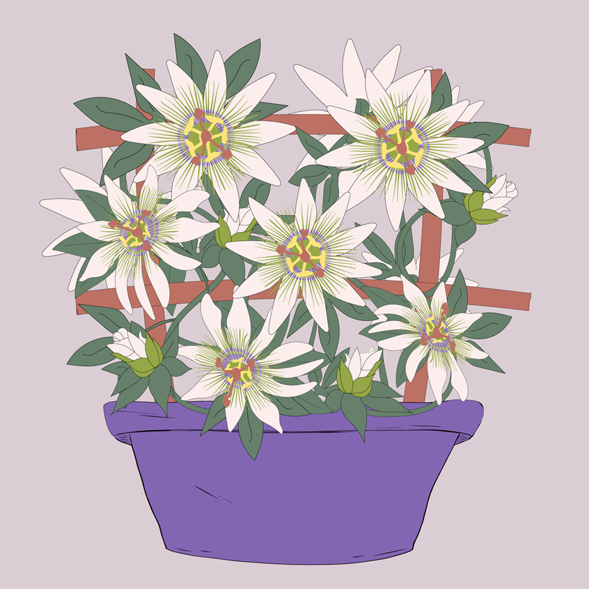 illustration of Unique Passion flower medicinal herb plant, buds, growing and full bloom. Gorgeous white flowers with purple, greens and yellow in purple flowerpot. Botanical illustration hand drawn finished digital color. Flat lay vector wall art, home and garden, lifestyle, packaging, products, stickers, publishing, coloring books, gifts, stationary, notebooks, planner pages. Tina Evans SmackinArt, female illustrator