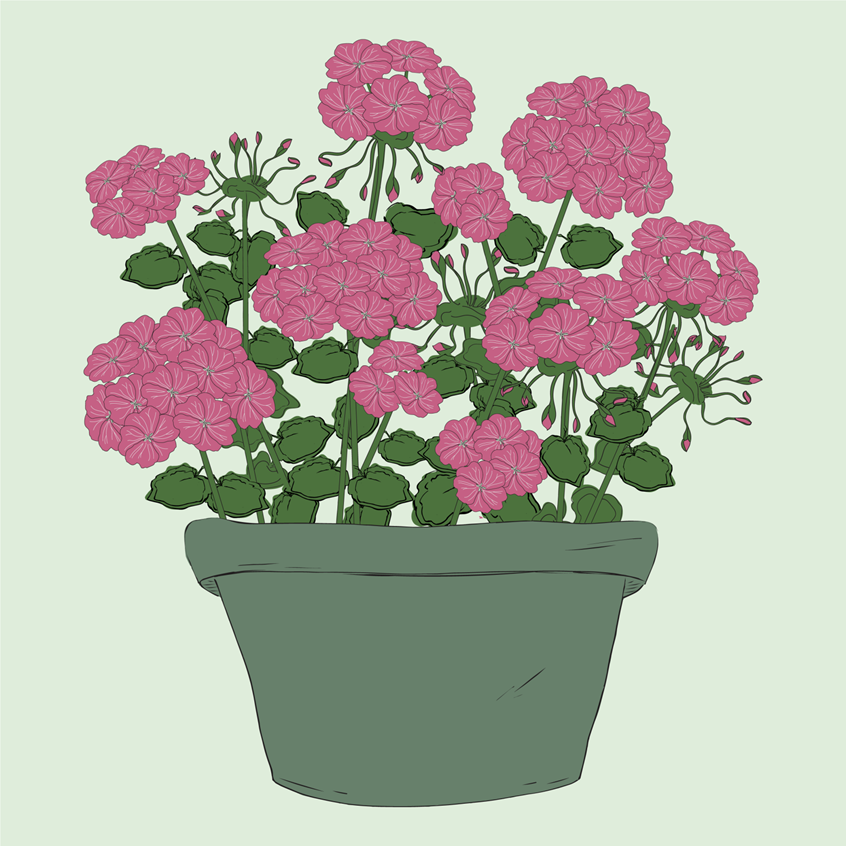 illustration of Red violet purple magenta flowering medicinal herb plant geraniums, buds, growing and full blooms. Pretty flowers and green leaves in green flowerpot. Whimsical, hand drawn pen and ink, digitally colored in soft bright pastels. Flat lay vector art, home and garden, lifestyle, packaging, planner pages, products, stickers, publishing, coloring books, gifts, stationary, notebooks. Tina Evans SmackinArt, female illustrator.