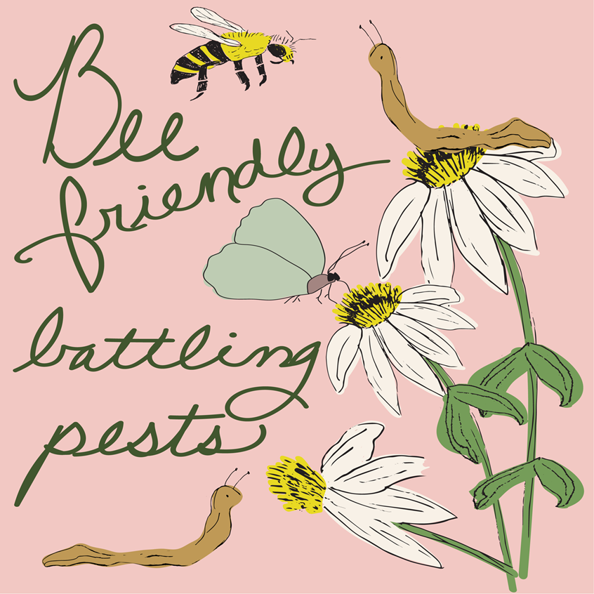 illustration of Bees flying around white daisy flowers with a moth and slugs nearby. Hand lettering Bee Friendly Battling Pests. Sustainable, Green Living, environmental illustration hand drawn pen and ink finished with digital color. Flat lay vector for product, stickers, licensing, children's products, lifestyle, packaging, publishing, coloring books, gifts, stationary, notebooks, planner pages.
