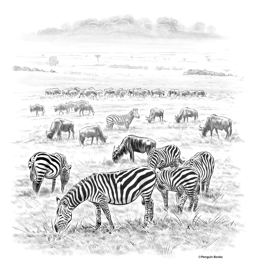 illustration of Zebras & wildebeest of the Serengeti National Park in Africa.
Created for the book “Where is the Serengeti?” Written by Nico Medina, published by Penguin Workshop, 2019