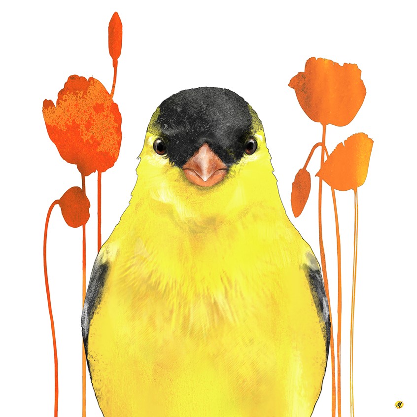 illustration of Project Face to Face, illustrations of animals.
Illustration of a yellow Goldfinch and orange flowers.
Birds, Goldfinch, Nature, Wildlife, Flowers, Decorative, Yellow, Orange.