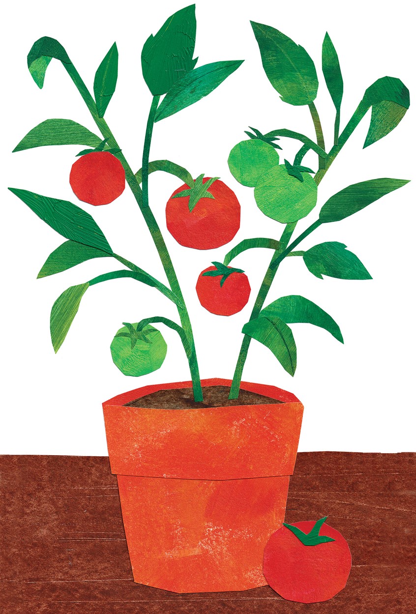 illustration of Art Licensing, Cover Art, Giftware, Homeware, Giftwrap, Gardening, Vegetables, Traditional, Pattern Design, Greetings Cards,