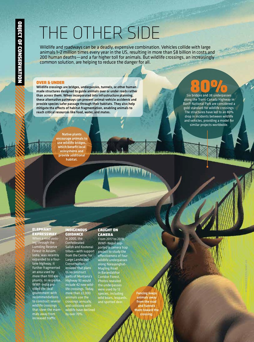 illustration of Artwork for WWF magazine, illustrating nature and man-made elements. A bear walks across a bridge, a deer looks on from behind a fence.
editorial, illustration, design, nature, mountains, antlers.