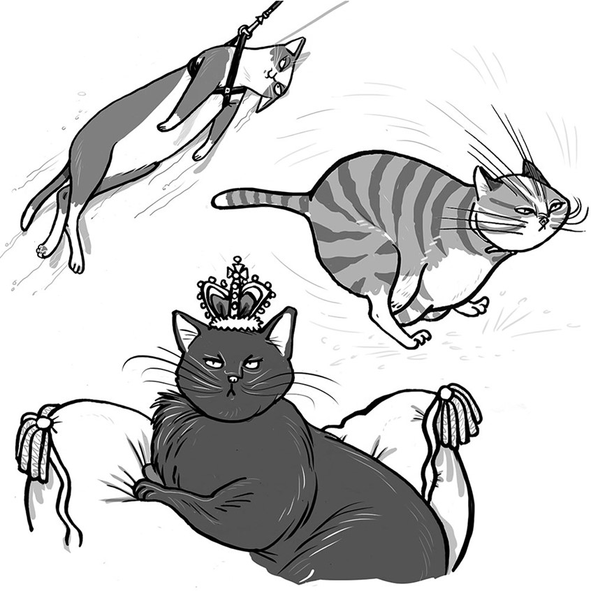 illustration of cats, cartoon, character, speed, race, lazy, difficult, eager, movement, slow, whiskers, attitude, mood, facial, expression, cushion, regal, royal, majestic, proud, superior,