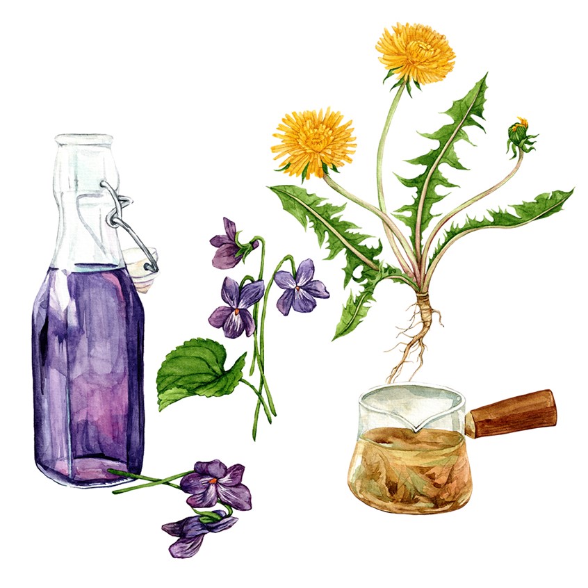 illustration of Watercolor illustration of botanical drinks: Sweet violet syrup soda and Dandelion tea.
Medicinal herbs, herbalism, food, recipe, cookbook, wellness, natural remedy.