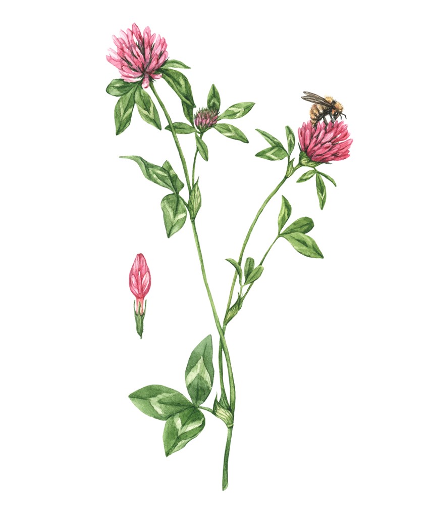 illustration of Red clover (Trifolium pratense) showing flowers, leaves, and a bee. Botanical illustration for the Wild Remedies book by Hay House Publishing.
Medicinal herbs, herbalism, food, recipe, cookbook, wellness, natural remedy, plant identification, foraging, floral.